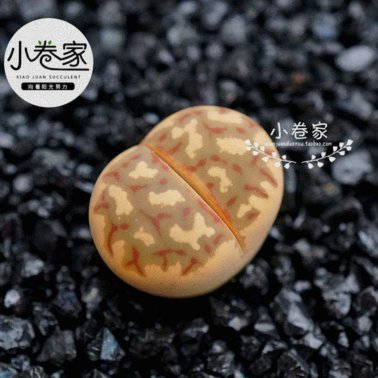 拿去花能取现吗安全吗