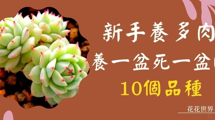 拿去花的额度怎么提现