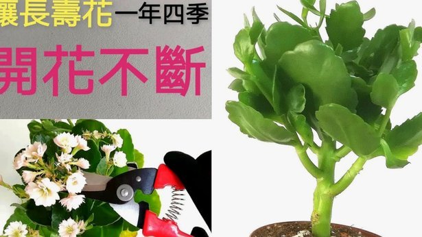 花呗平台正规吗 怎么还款