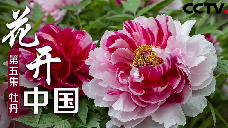 花呗平台正规吗 怎么还款