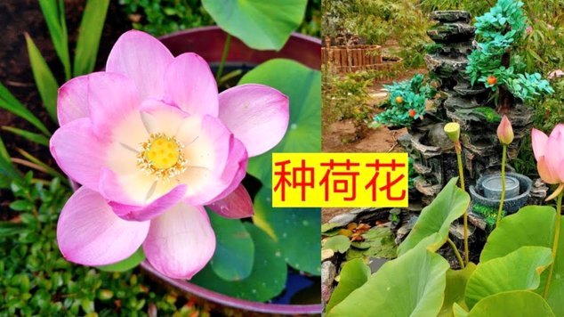 花呗商家怎么提现免费