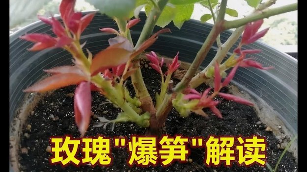 深度剖析花呗信用体系的风险模型漏洞与套利逻辑