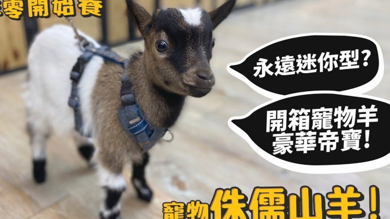 羊小咩购物额度怎么秒到