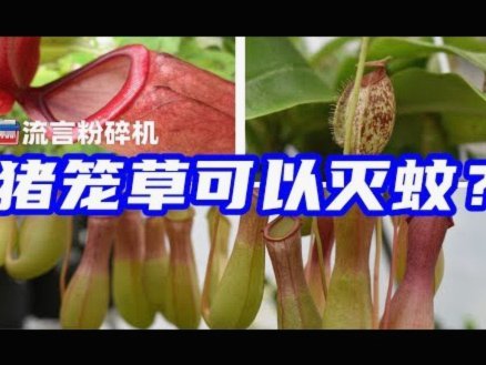 得物秒杀：年轻消费者的购物新宠