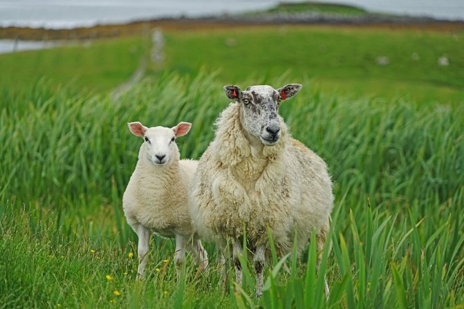 羊小咩额度怎么提升