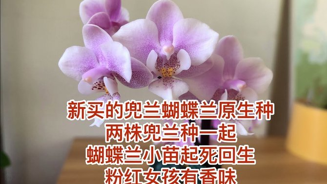 花呗借款流程深度解析：掌握背后的信用风控机制