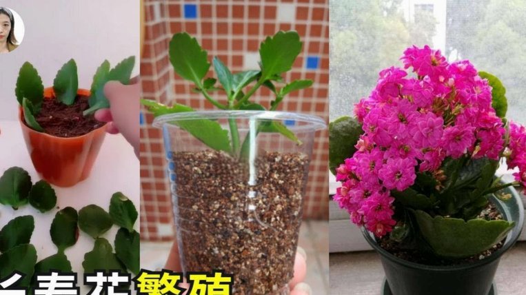 拿去花怎么刷出现金